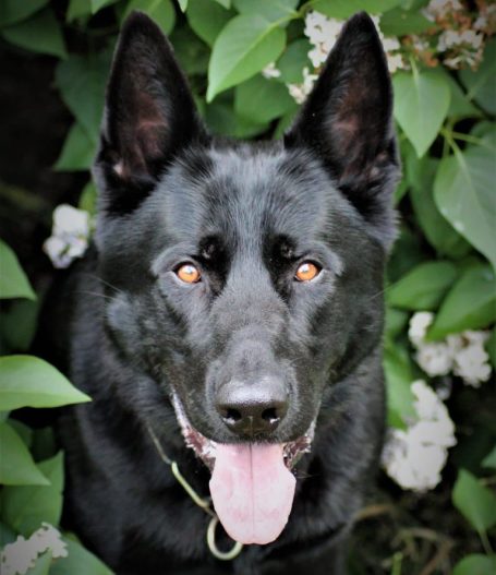Mick zum starken Timber