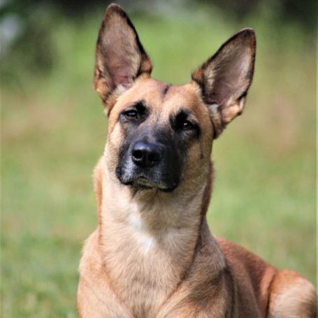 Tala